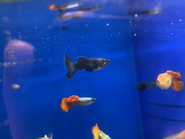 ミックスグッピーの中に ワンラブ観賞魚部門の入荷情報ブログ