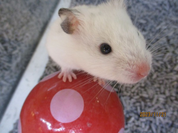 キンクマハムスター🐹 : 小動物専門店NATURE'S