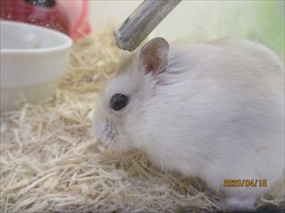 キュートなジャンガリアンハムスター 小動物専門店nature S