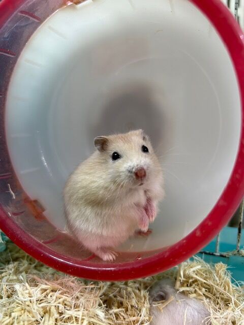 ☆ハムスターさんたちのご紹介☆ : 小動物専門店NATURE'S