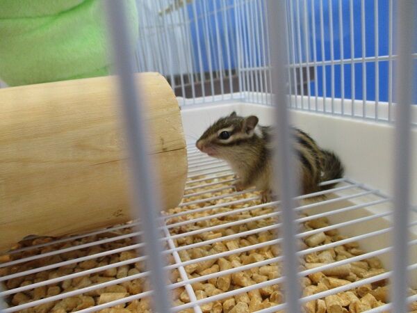 シマリス赤ちゃん 小動物専門店nature S