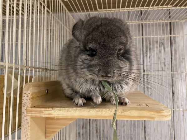 アンゴラチンチラ 小動物専門店nature S