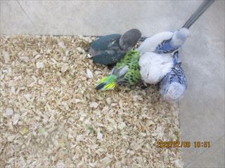 可愛い雛達 小動物専門店nature S