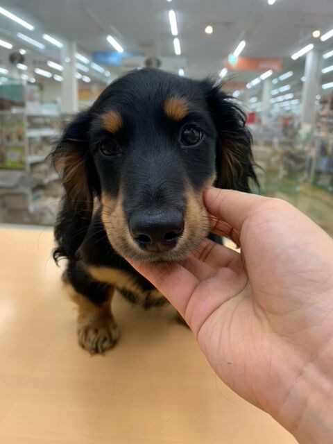 よちよち歩きが可愛いダックスくん 沖縄県 ペットショップワンラブ カインズあがり浜店のスタッフブログ