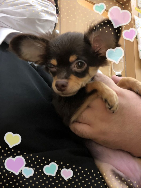 かわいい あざとい黒チワワちゃん ペットショップワンラブ 沖縄県糸満市 カインズ糸満店ペッツワンコーナーのスタッフブログ