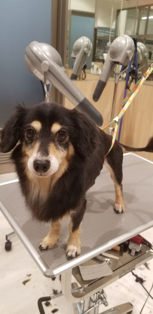 チワックス Sc カインズ沼津店 植松 静岡県沼津市 ペットショップワンラブ カインズ沼津店のスタッフブログ チワックス Sc カインズ沼津店 植松 静岡県沼津市 ペットショップワンラブ カインズ沼津店のスタッフブログ