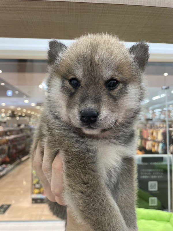 シバハスキーちゃん