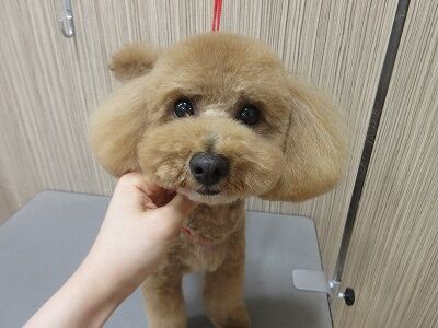 トイプードル シャンプーカット 羽川 ペットショップワンラブ フレスポ御所野店のスタッフブログ