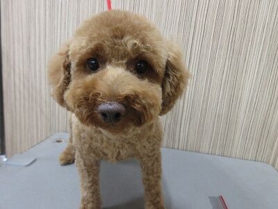 トイプードル シャンプーカット 羽川 ペットショップワンラブ フレスポ御所野店のスタッフブログ