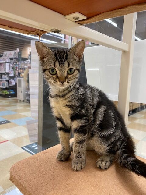 ☆子猫紹介☆ : 三重県 ペットショップワンラブ カインズ明和店の 