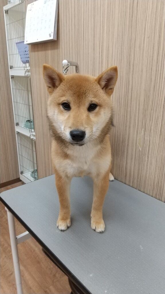 シャンプーセットコース 柴犬 ぜんくん 松本 神奈川県小田原市 ペットショップワンラブ フレスポ小田原シティーモール店のスタッフブログ