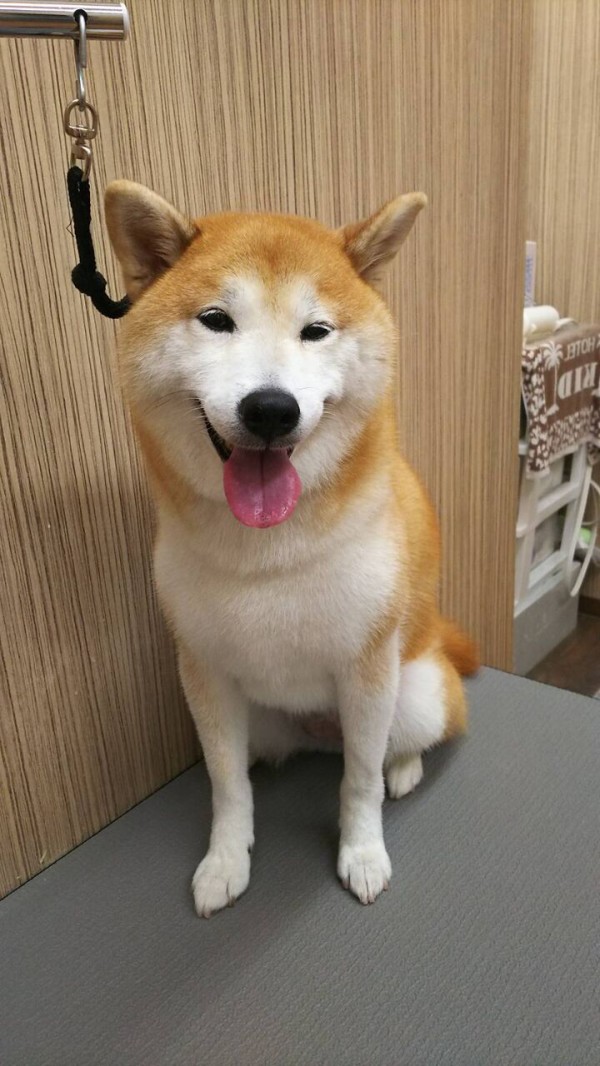 シャンプーセットコース 柴犬 まめこさん 松本 神奈川県小田原市 ペットショップワンラブ フレスポ小田原シティーモール店のスタッフブログ