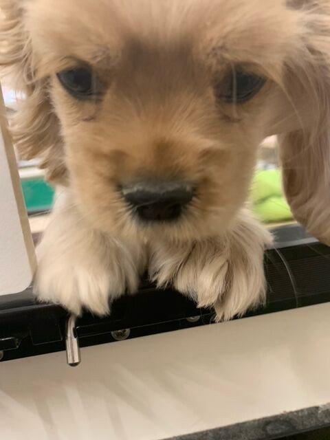 初めまして アメコカです ペットショップワンラブ アリオ鳳店のスタッフブログ