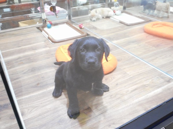 黒ラブちゃん 新潟県新潟市 ペットショップワンラブ フレスポ赤道店ブログ