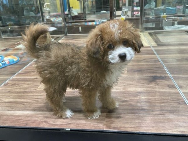 ミックス犬ご紹介 新潟県新潟市 ペットショップワンラブ フレスポ赤道店ブログ ミックス犬ご紹介 新潟県新潟市 ペットショップワンラブ フレスポ赤道店ブログ