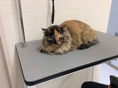トリミングブログ】長毛猫シャンプーカット : 新潟県新潟市 ペット