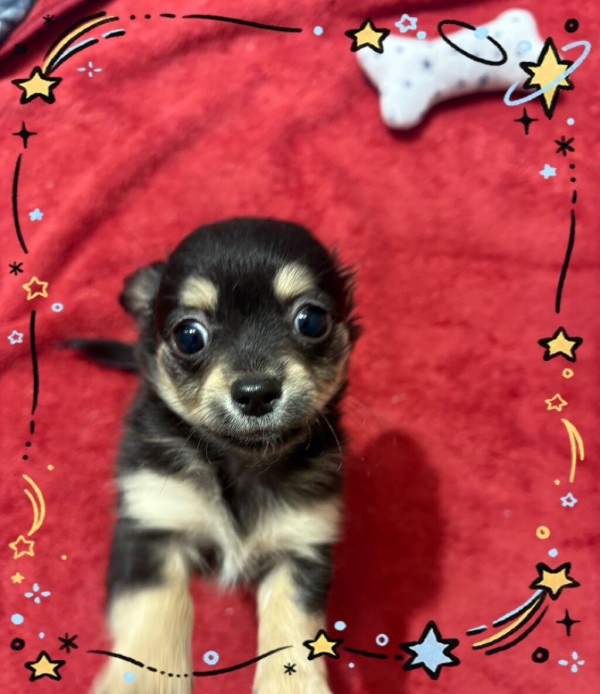 元気いっぱいなチワックスちゃん : 神奈川県海老名市 ペットショップ