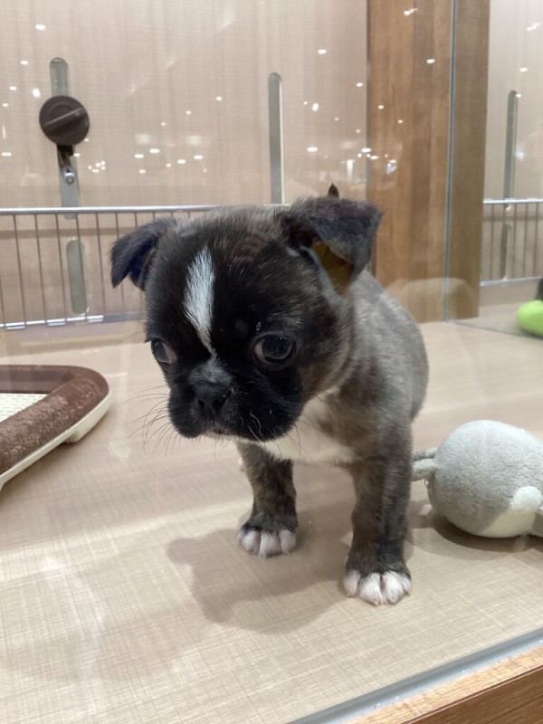 ペキニーズ×ボストンテリア🐶💓 : ワンラブ カインズ広島LECT店のブログ