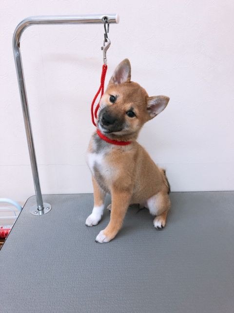 柴犬 シャンプー 久居店 枝川 三重県 久居市 ペットショップワンラブ久居店のブログ