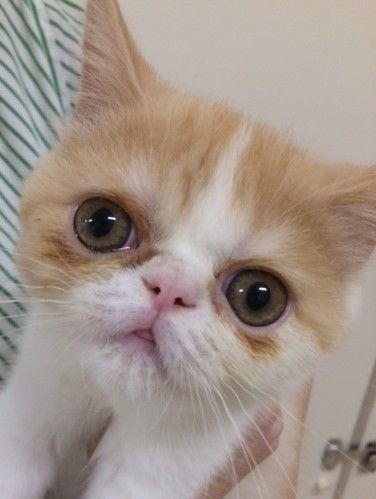 猫界のブサカワ代表 エキゾチックショートヘア 岐阜県 ワンラブ バロー可児坂戸店のblog