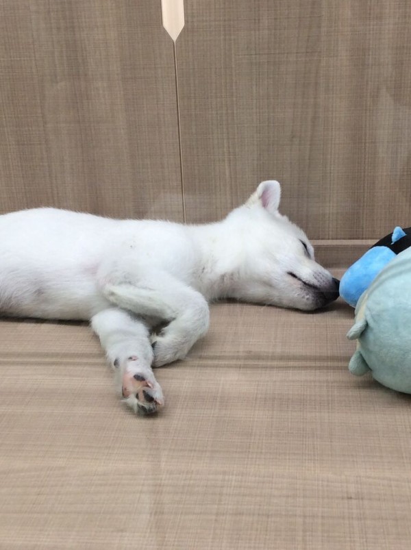 紀州犬 滋賀県 甲賀市 ワンラブ カインズ甲賀店 ブログ