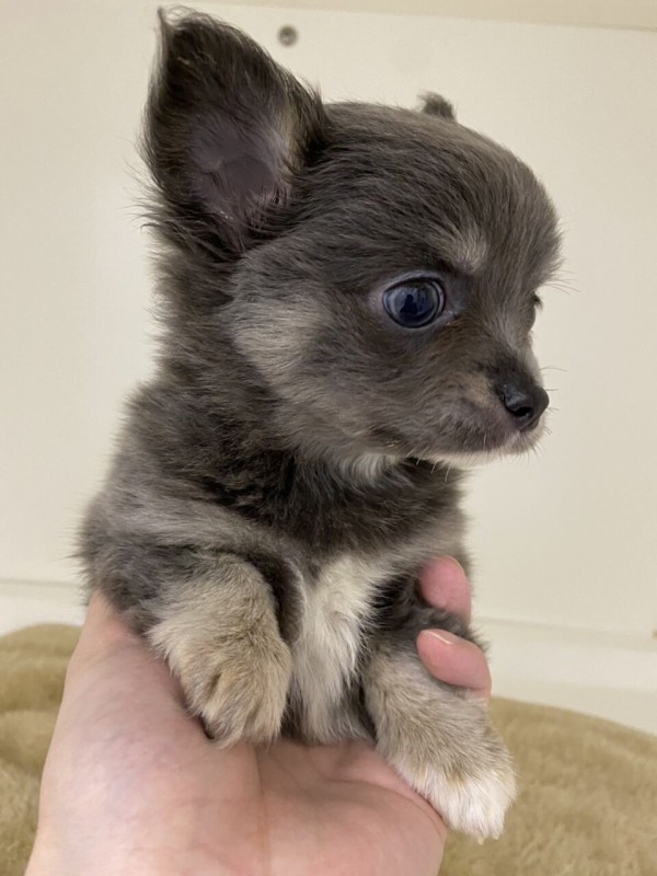 チワワ ブルータン 滋賀県甲賀市 ワンラブ ペットアミ水口店 ブログ