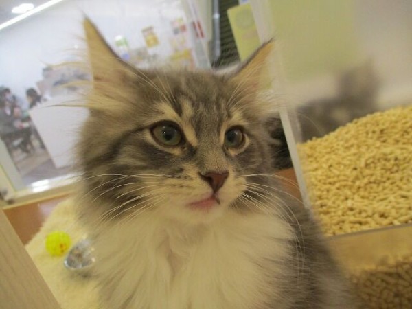 イケメンノルウェージャン 岐阜県大垣市 ワンラブ イオンタウン大垣店 Blog