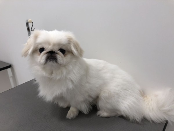 上可愛い ペキニーズ カット 最高の動物画像