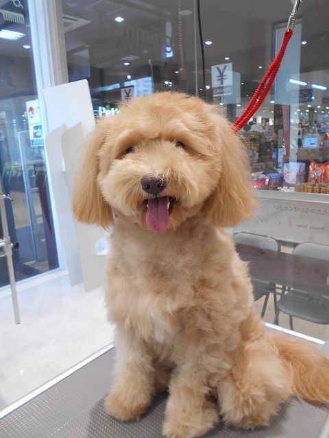 プーチーカット 益塚 福岡県粕屋郡 ワンラブ カインズ福岡新宮町店ブログ プーチーカット 益塚 福岡県粕屋郡 ワンラブ カインズ福岡新宮町店ブログ