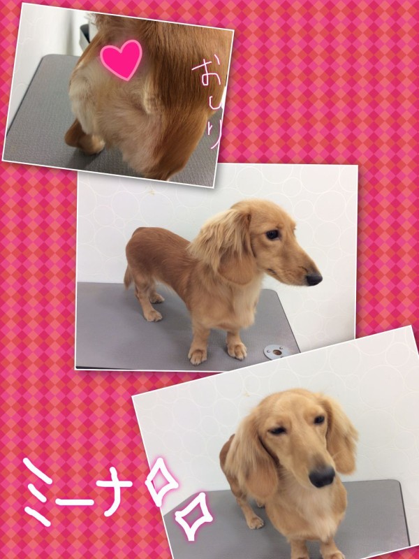 ミニチュアダックスフンド シャンプーセット 香川県宇多津市 ワンラブイオンタウン宇多津店blog