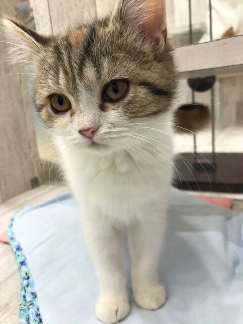 まん丸もこもこ 鹿児島県鹿児島市 ワンラブ ニシムタ与次郎店 ブログ