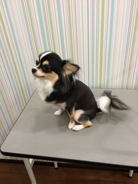 チワワ 2ｍｍライオンカット 四日市店 山本 三重県 四日市市 ペットショップ ワンラブ四日市店