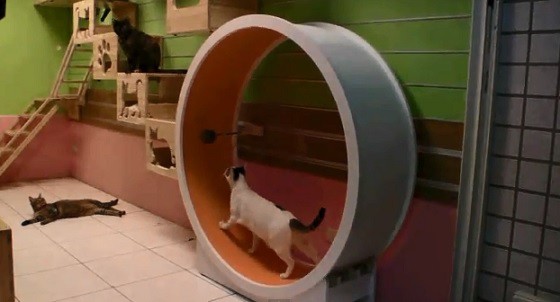 ハムスターのガラガラ あれの猫版 鬼のように幸せ