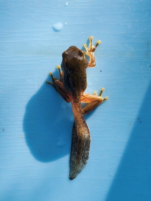 モリアオガエル かな のカエル化 R3 7 31 Gn125 2fライダーのなんでも日記