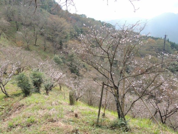桜山冬桜の開花状況と紅葉情報 藤岡市鬼石商工会のスタッフブログ
