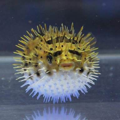 指切りげんまん嘘ついたら針千本飲ます おまめブログ 仮 おんj