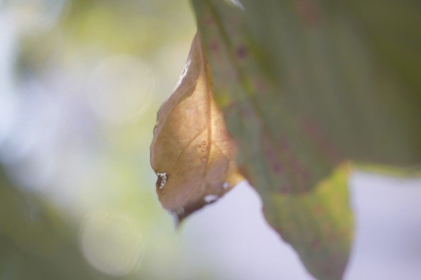 富岡光学 MACRO YASHINON 60mm F2.8 （M42マウント） 【AB】 ￥49,800