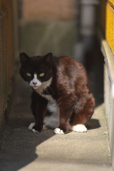 西新井の猫ちゃん 支配人のたららんな日々