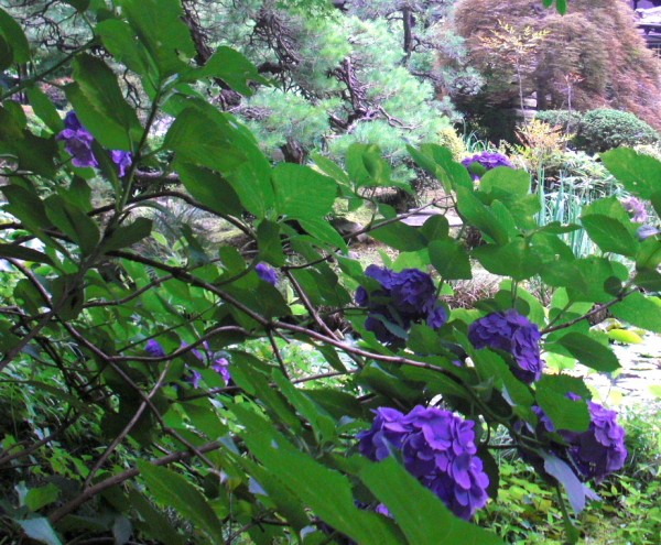 センター南 正覚寺 の紫陽花群 ずっと鶴見に住んでます