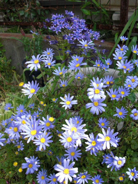 ブルーデイジー 今年も元気に咲きました ずっと鶴見に住んでます
