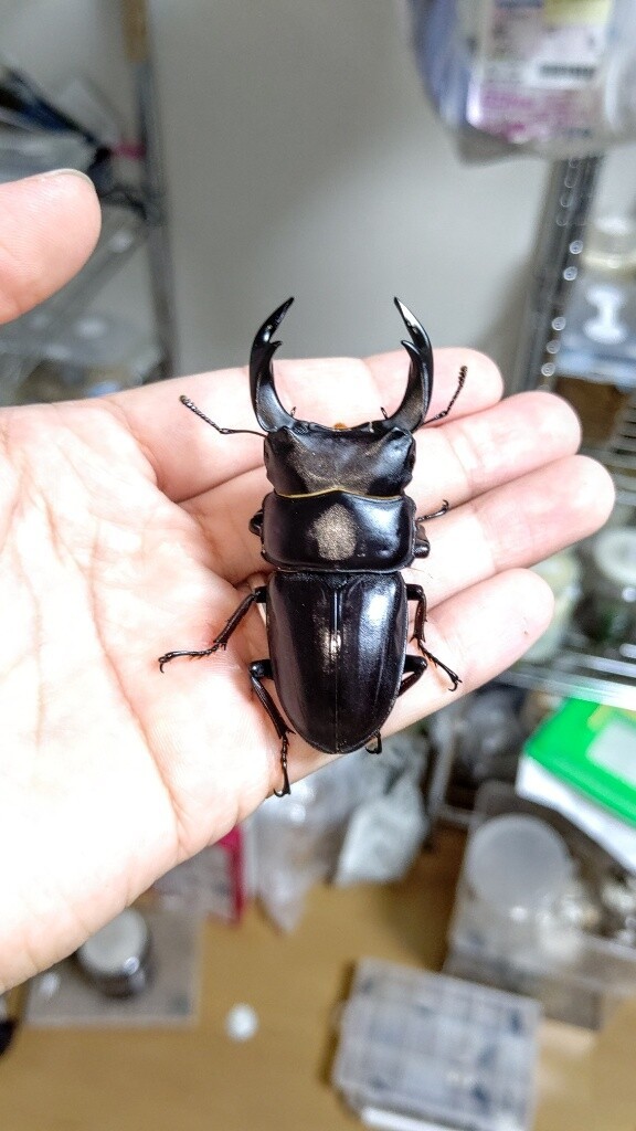 岡山県津山市産オオクワガタ : たくのクワバカ日誌