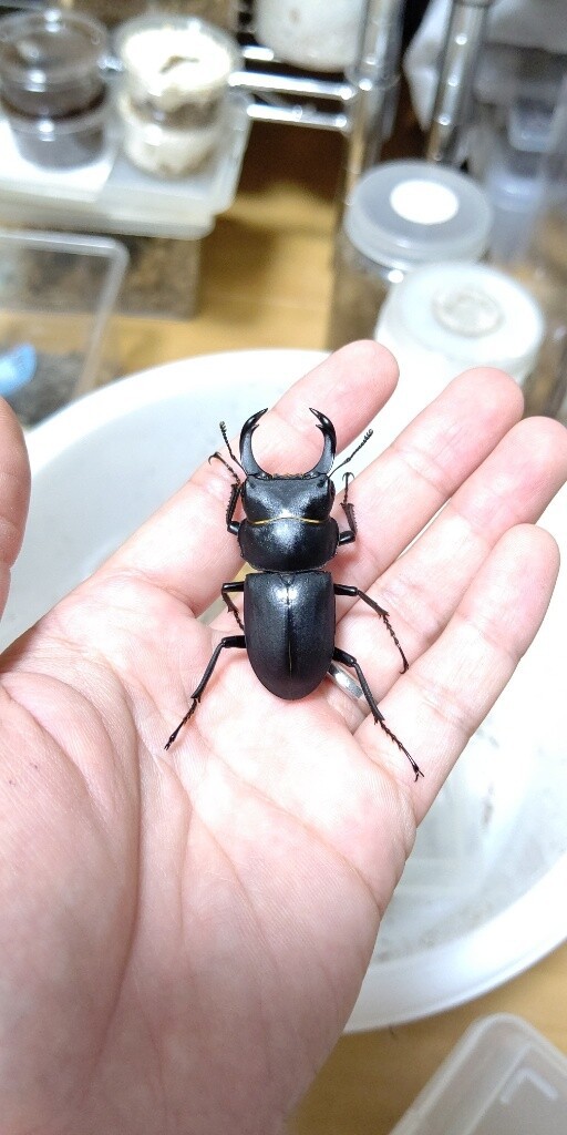 ヒメオオの大型と特小個体について。 : たくのクワバカ日誌