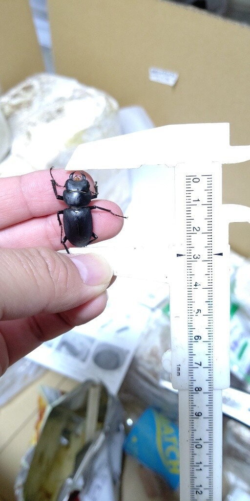 ヒメオオの大型と特小個体について。 : たくのクワバカ日誌