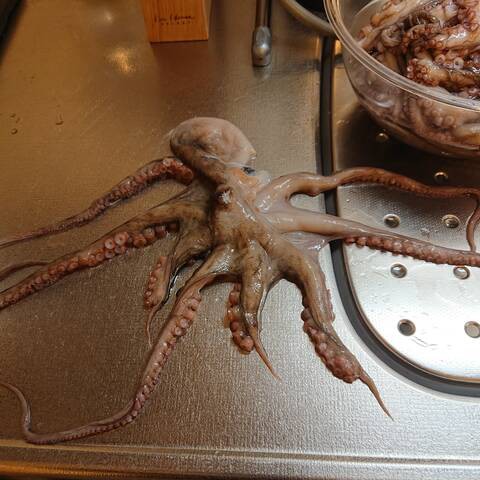 明石のスーパー親分タコ ショウヘイの大阪湾ボート釣り日記