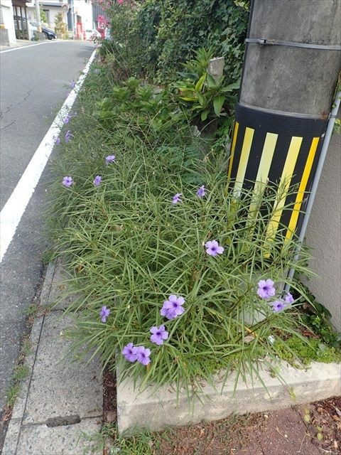 ヤナギバルイラソウ : oosimayamazakura2