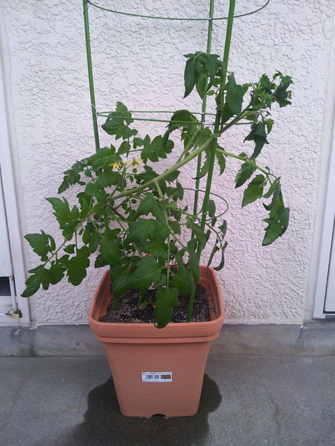 ミニトマトを植え替えましたっ おらが村村長の いろいろやってます