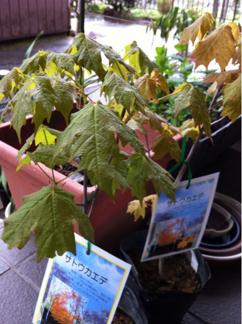 Sugar Maple Trees サクラ S Diary ふらっと気まま旅