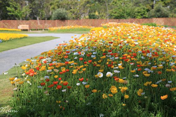 丘の上ひなげしの花で 雲の上はいつも晴れ