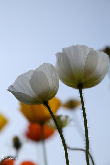 丘の上ひなげしの花で 雲の上はいつも晴れ