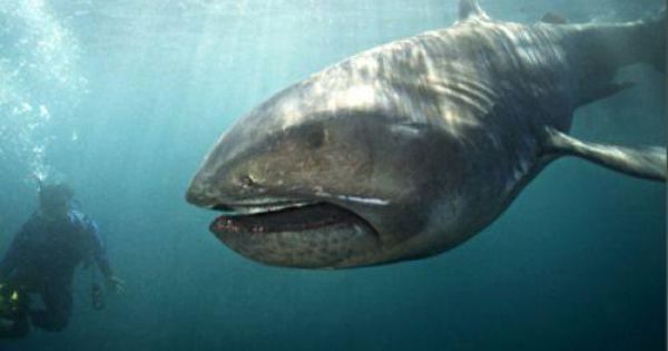 幻のサメ 生きたメガマウス 東京湾の沖合に 専門家 生きた姿をここまで鮮明に捉えた映像はとても珍しい すらいむ お魚まとめ